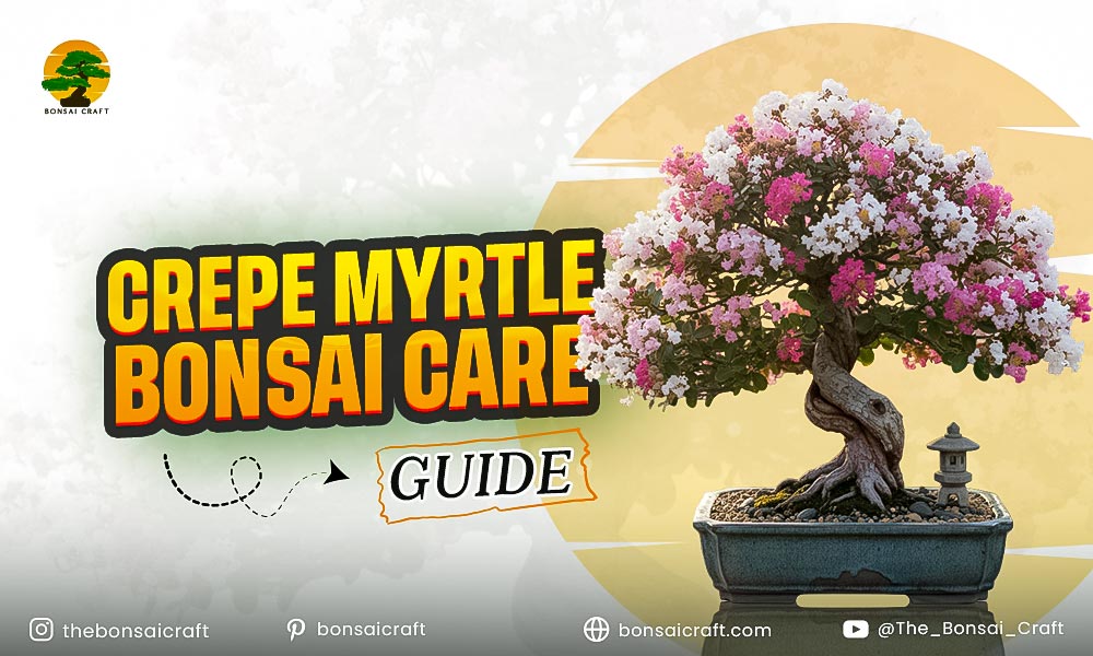 Crepe Myrtle Bonsai Care & Styling Guide