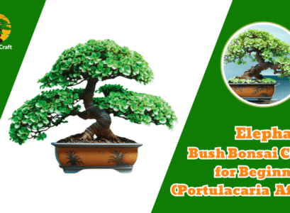 Elephant Bush Bonsai