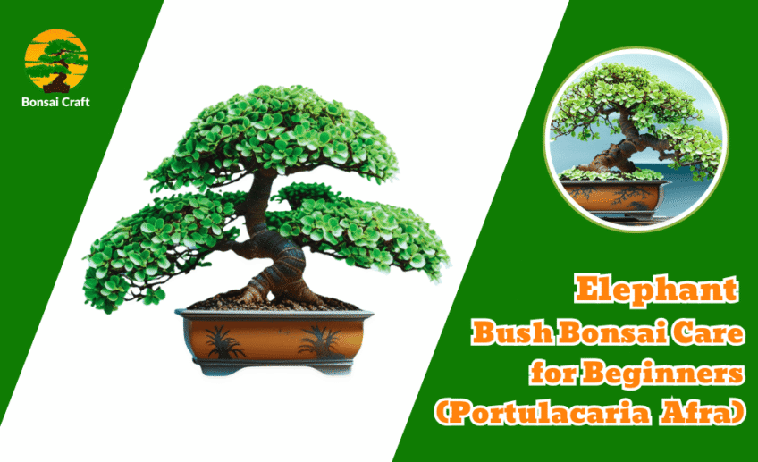 Elephant Bush Bonsai