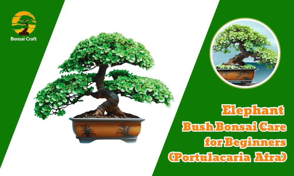 Elephant Bush Bonsai