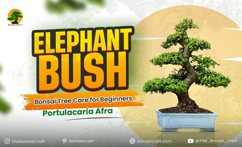Elephant Bush bonsai tree (Portulacaria afra) growing in a shallow pot, showing healthy leaves and beginner-friendly care