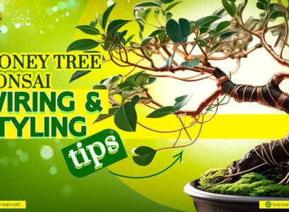 Money Tree Bonsai Wiring and Styling Tips: A Complete Guide