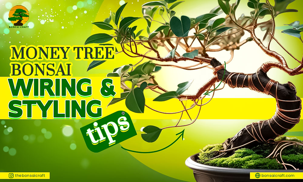 Money Tree Bonsai Wiring and Styling Tips: A Complete Guide