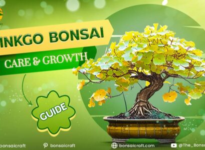 Ginkgo Bonsai Care & Growth Guide