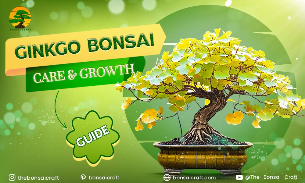Ginkgo Bonsai Care & Growth Guide
