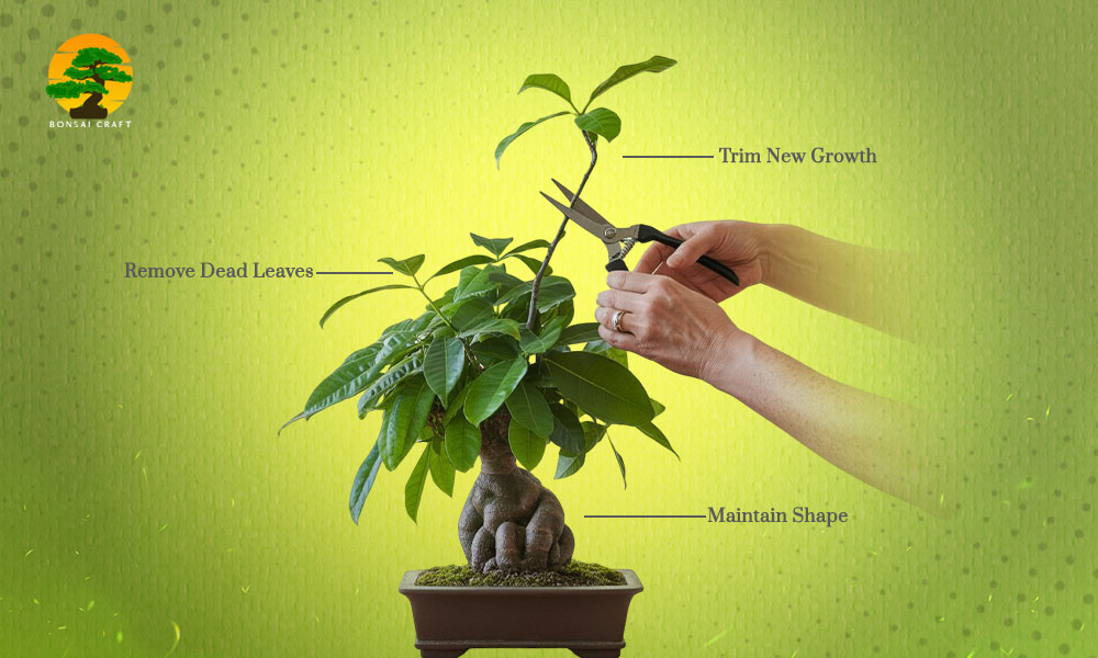 How to Prune a Bonsai Money Tree (Step-by-Step Guide)