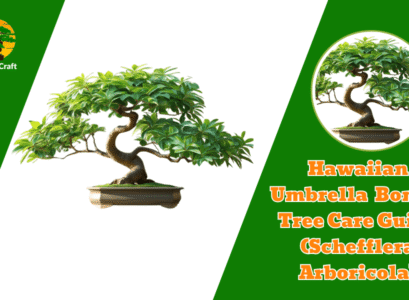 Hawaiian Umbrella Bonsai Tree