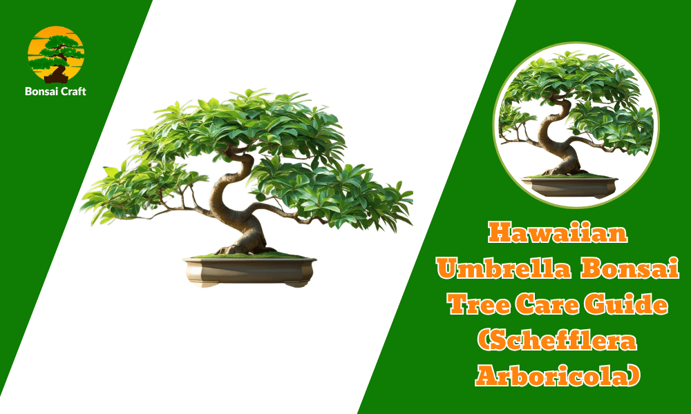 Hawaiian Umbrella Bonsai Tree