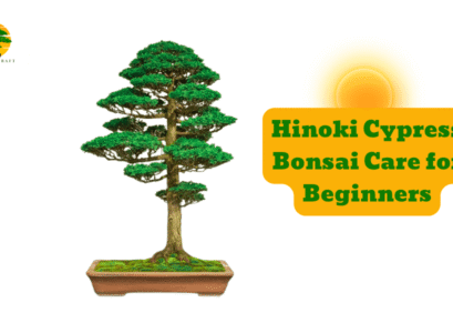 Hinoki Cypress Bonsai