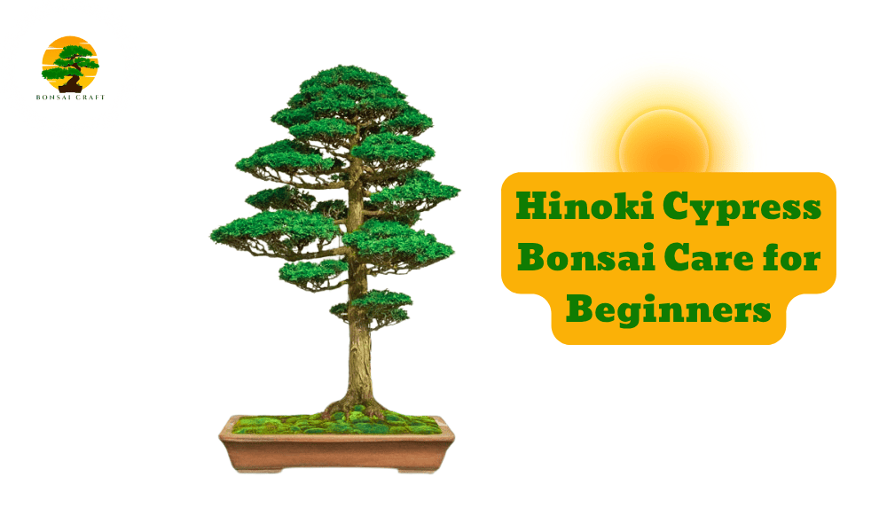 Hinoki Cypress Bonsai