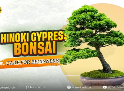 Hinoki Cypress Bonsai Care Guide for Beginners