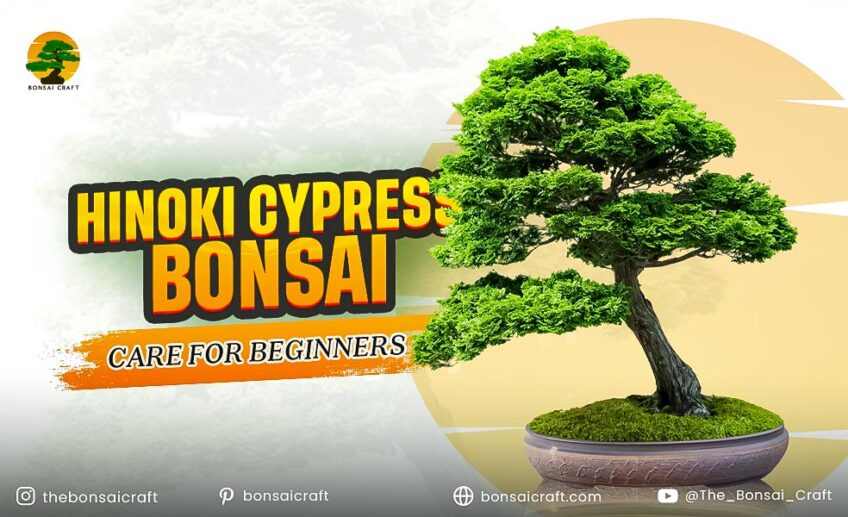 Hinoki Cypress Bonsai Care Guide for Beginners