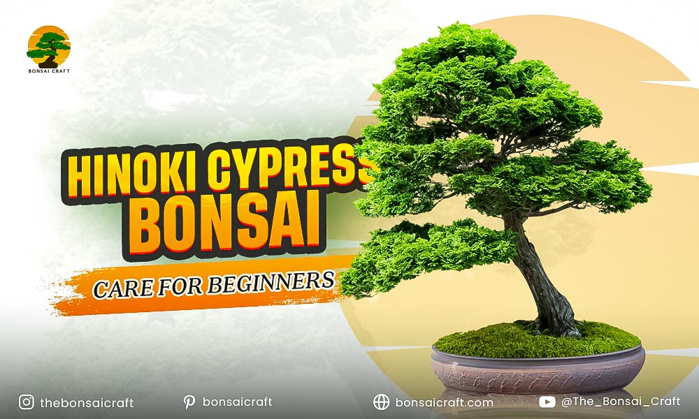 Hinoki Cypress Bonsai Care Guide for Beginners
