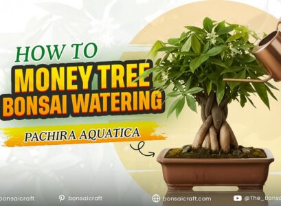 How to Money Tree Bonsai Watering (Pachira aquatica)