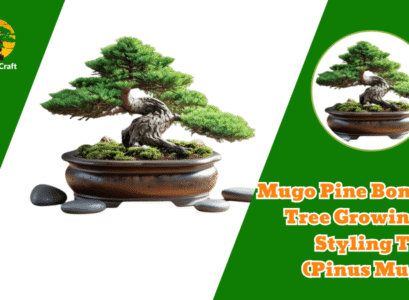 Mugo Pine Bonsai Tree