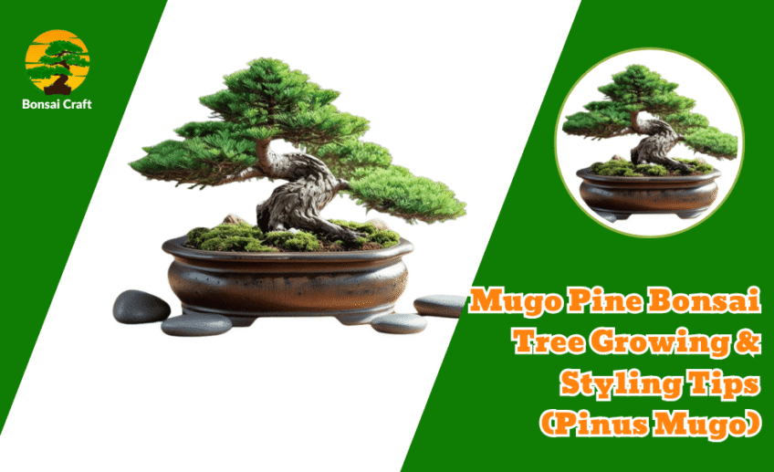 Mugo Pine Bonsai Tree