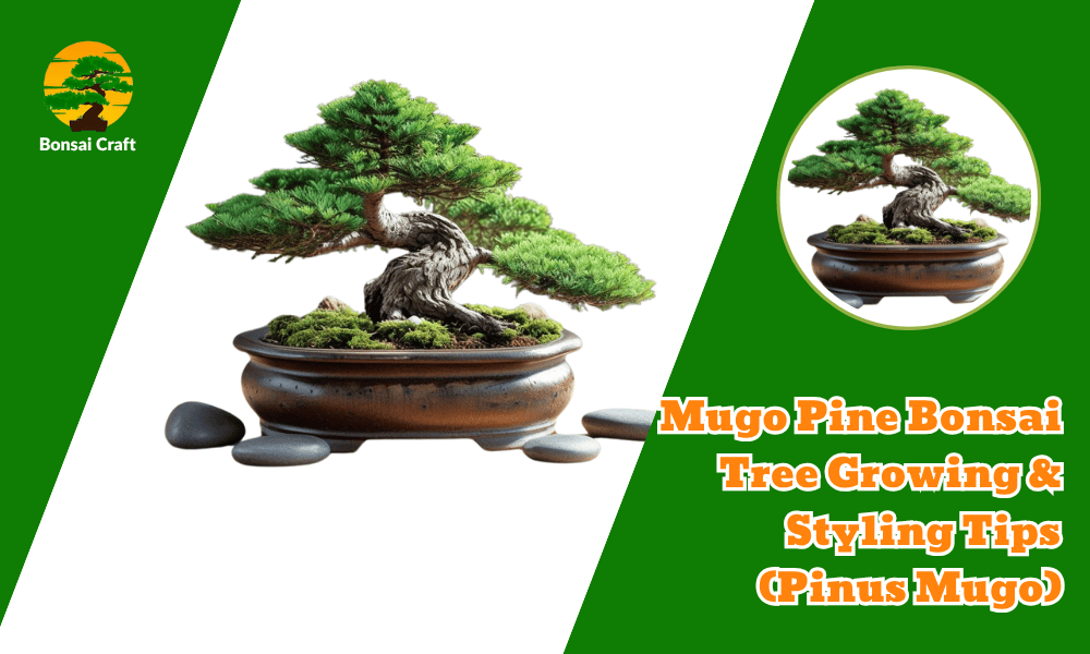 Mugo Pine Bonsai Tree