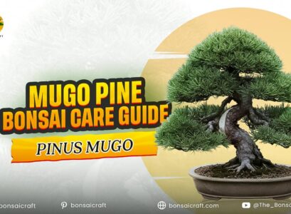 Mugo Pine Bonsai Care Guide (Pinus Mugo)