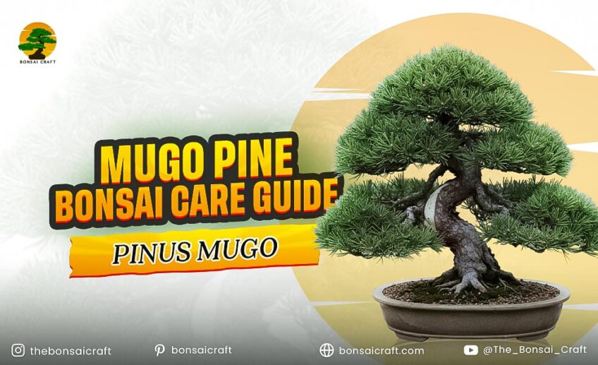 Mugo Pine Bonsai Care Guide (Pinus Mugo)