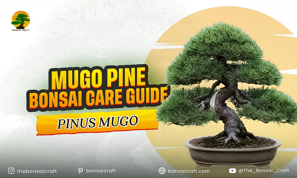Mugo Pine Bonsai Care Guide (Pinus Mugo)