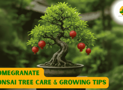 Pomegranate Bonsai Tree
