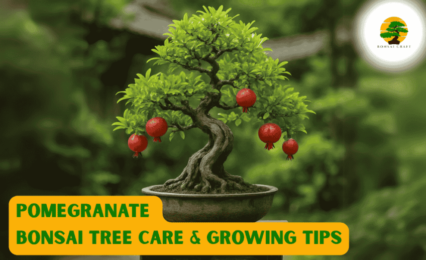 Pomegranate Bonsai Tree