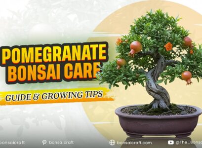 Pomegranate Bonsai Care Guide & Growing Tips