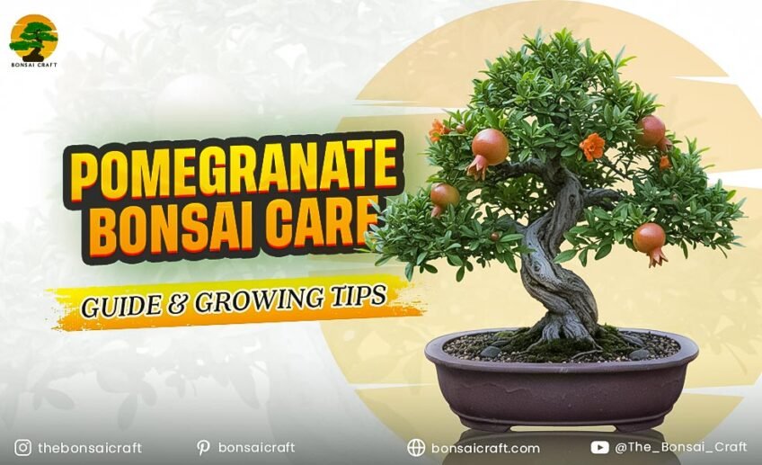 Pomegranate Bonsai Care Guide & Growing Tips