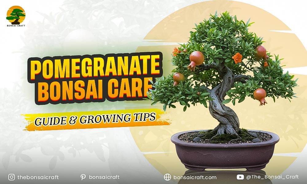 Pomegranate Bonsai Care Guide & Growing Tips