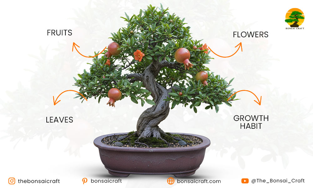 The Beauty of the Pomegranate Bonsai
