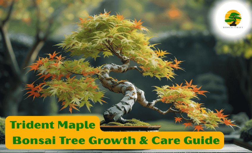 Trident Maple Bonsai Tree