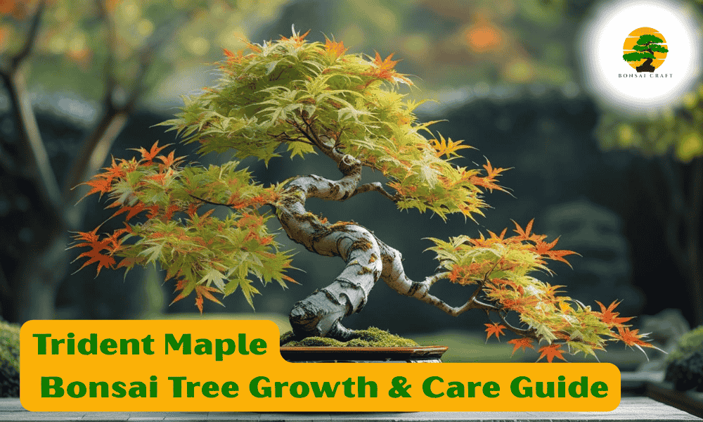 Trident Maple Bonsai Tree
