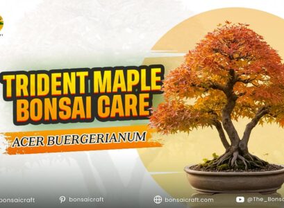 Trident Maple Bonsai Care (Acer buergerianum)