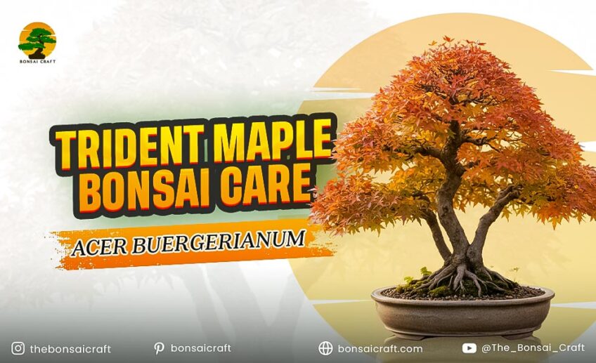 Trident Maple Bonsai Care (Acer buergerianum)