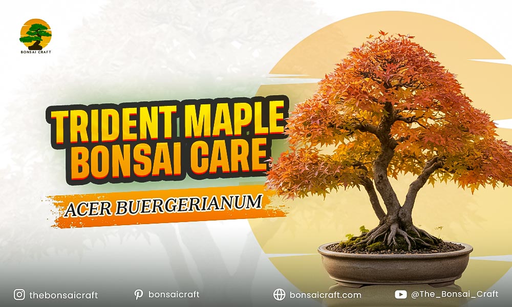 Trident Maple Bonsai Care (Acer buergerianum)