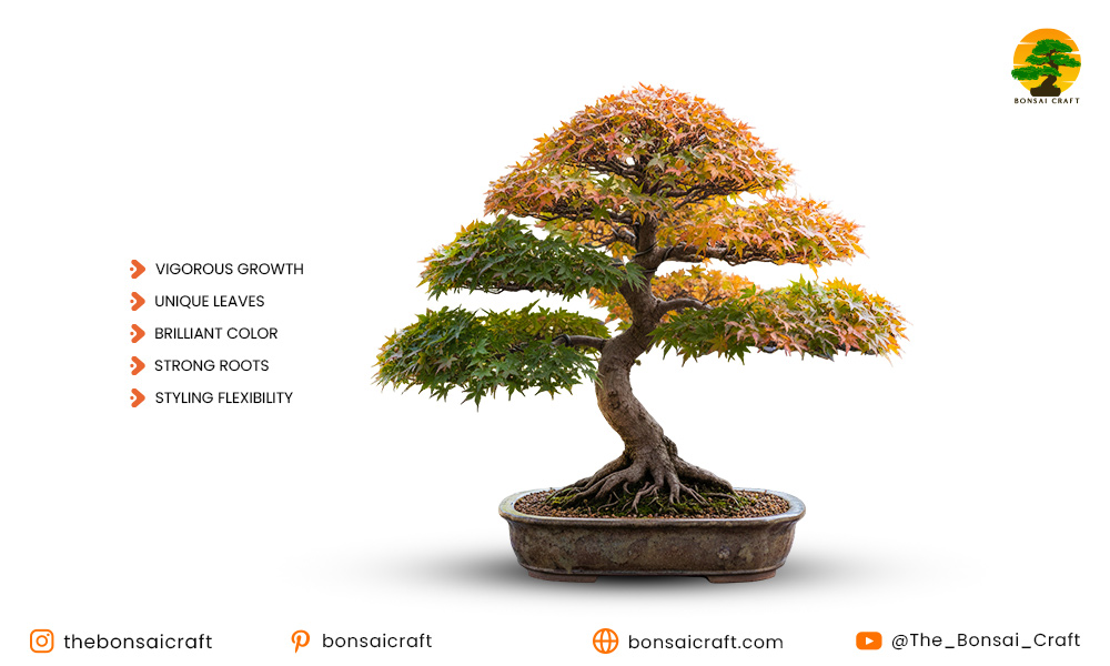 Why Choose a Trident Maple Bonsai Tree?