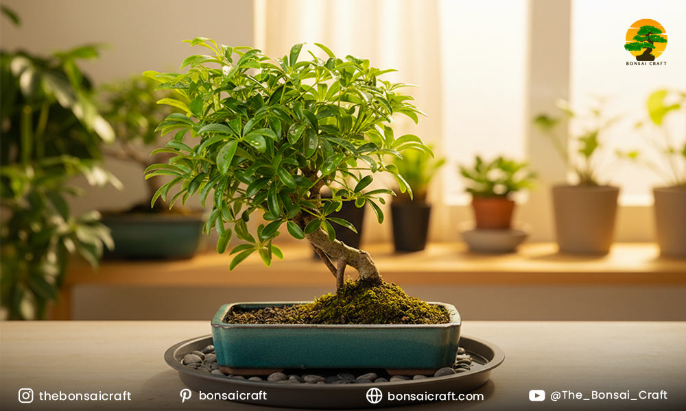 Before You Start: Understanding Your Hawaiian Umbrella Bonsai