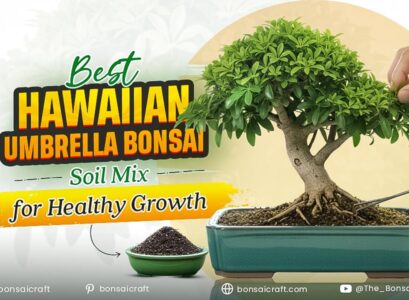 Best Hawaiian Umbrella Bonsai Soil Mix for Healthy Growth