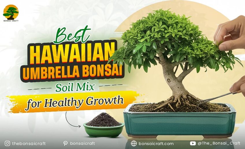 Best Hawaiian Umbrella Bonsai Soil Mix for Healthy Growth