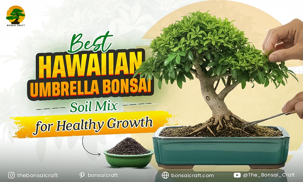 Best Hawaiian Umbrella Bonsai Soil Mix for Healthy Growth