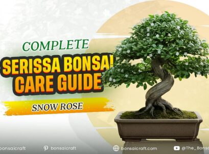 Complete Serissa Bonsai Care Guide (Snow Rose)
