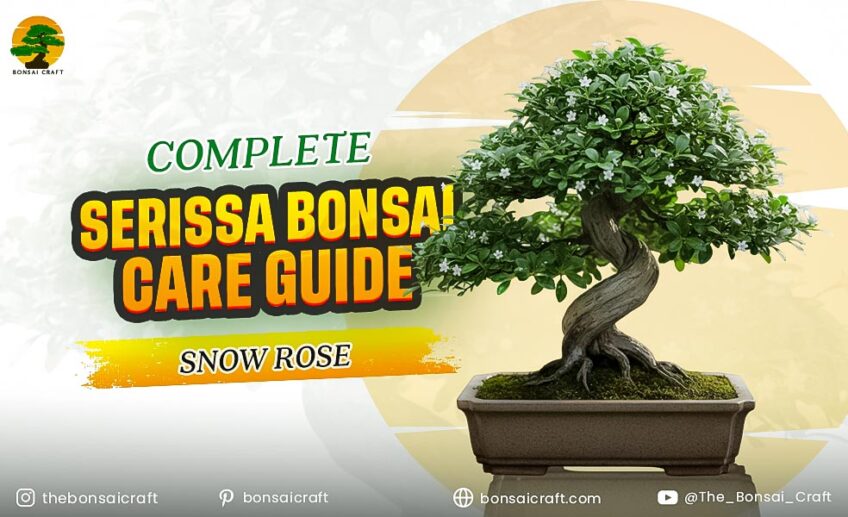 Complete Serissa Bonsai Care Guide (Snow Rose)