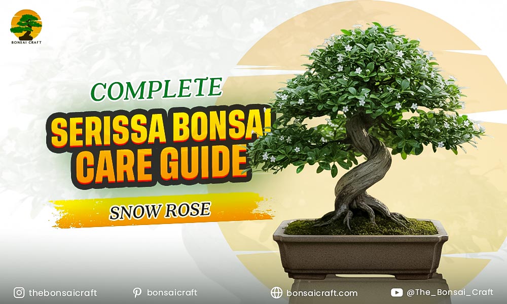 Complete Serissa Bonsai Care Guide (Snow Rose)