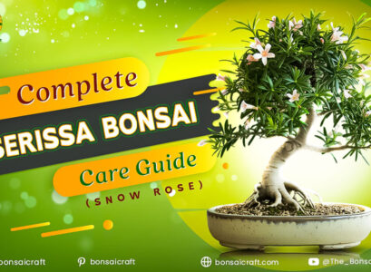 Serissa bonsai tree, also known as Snow Rose, with tiny white flowers in full bloom in a ceramic pot on an indoor shelf with natural light.