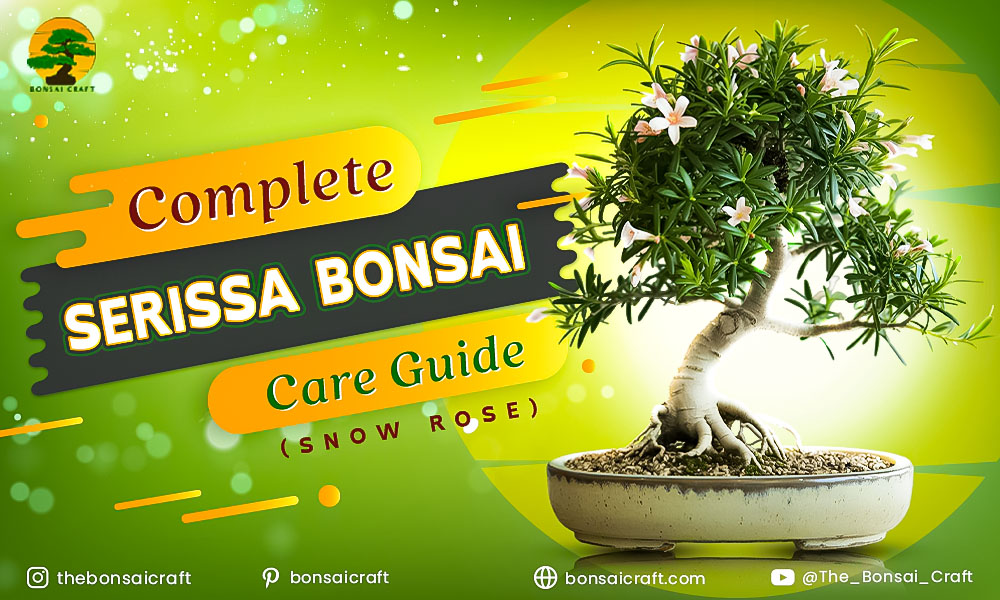 Serissa bonsai tree, also known as Snow Rose, with tiny white flowers in full bloom in a ceramic pot on an indoor shelf with natural light.