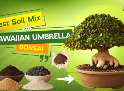 Best Hawaiian umbrella bonsai soil mix for healthy growth, optimal drainage, and thriving roots – perfect soil blend for Schefflera arboricola.