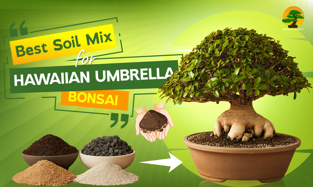 Best Hawaiian umbrella bonsai soil mix for healthy growth, optimal drainage, and thriving roots – perfect soil blend for Schefflera arboricola.