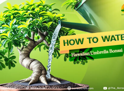 How to a Hawaiian Umbrella Bonsai Watering: A Complete Guide