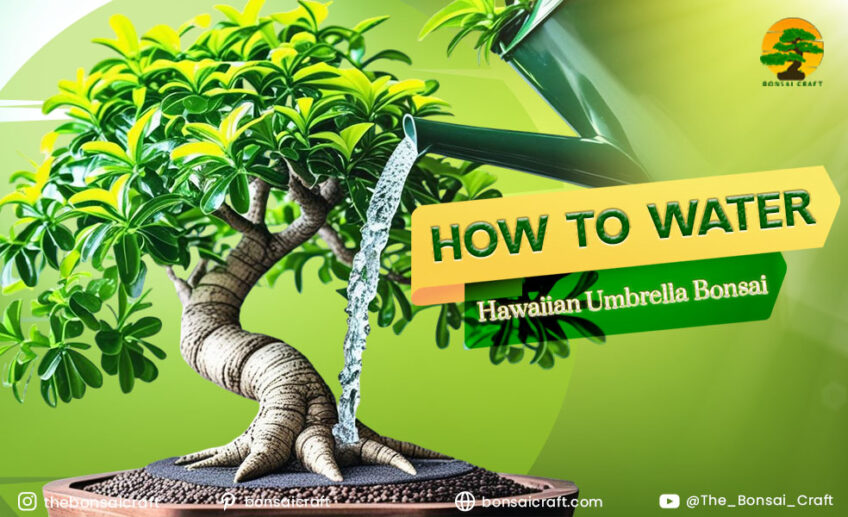 How to a Hawaiian Umbrella Bonsai Watering: A Complete Guide