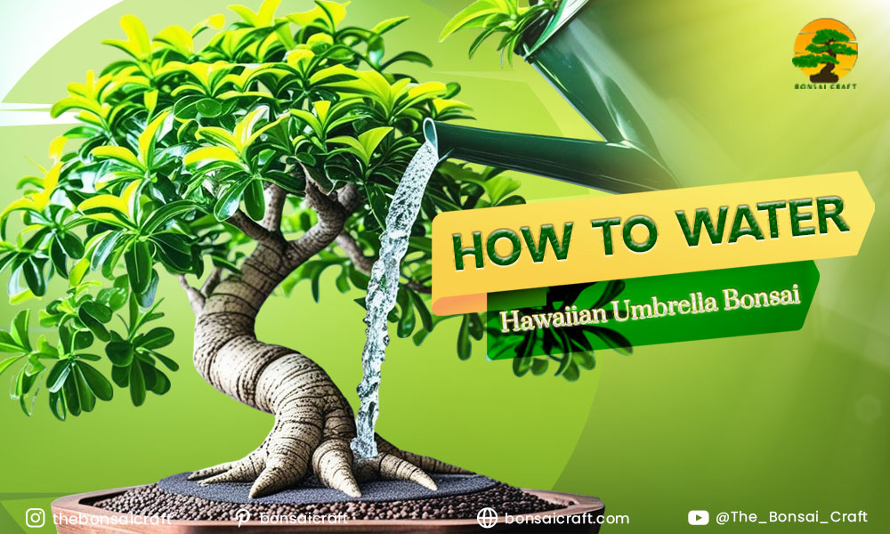 How to a Hawaiian Umbrella Bonsai Watering: A Complete Guide